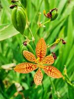 une Jaune et rouge fleur avec vert feuilles photo