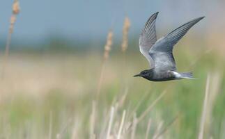 adulte noir sterne - chlidonias Niger - en volant plus de rivière lit dans chercher pour nourriture avec large étalé ailes photo