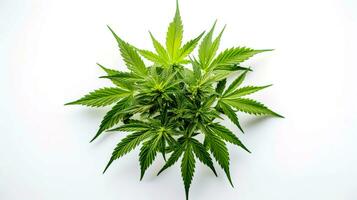 cannabis feuilles isolé sur blanc Contexte avec coupure chemin. Haut voir. ai généré photo