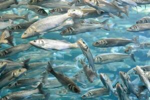 une grand groupe de poisson nager dans le l'eau photo