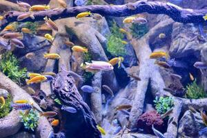 une grand aquarium avec beaucoup différent coloré poisson photo