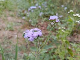 ageratum conyzoïdes jpg photo