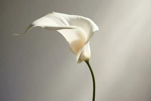 fleur beauté calla blanc photo