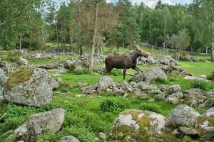 élan dans Scandinavie dans le forêt entre des arbres et des pierres. Roi de le les forêts photo