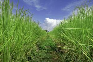 petit sentier dans le riz des champs avec une clair bleu ciel à Krabi, Thaïlande. photo