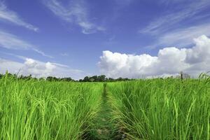 petit sentier dans le riz des champs avec une clair bleu ciel à Krabi, Thaïlande. photo