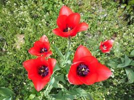 fleur de tulipes rouges