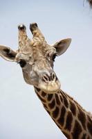 gros plan visage girafe, portrait animal photo