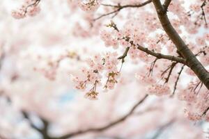 magnifique Cerise fleur Sakura fleur printemps saison dans Japon. ai génératif pro photo