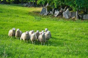 troupeau de mouton sur une vert Prairie de herbe. scandinave paysage. ferme animal photo