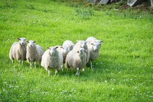 troupeau de mouton sur une vert Prairie de herbe. scandinave paysage. ferme animal photo