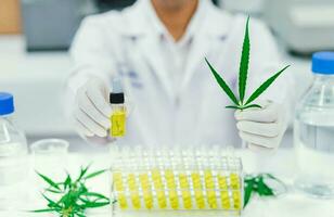 scientifique dans laboratoire essai cbd pétrole extrait de une marijuana plante. soins de santé pharmacie de médical cannabis. photo