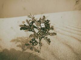 l petit floraison plante croissance dans le dunes sur le canari île Fuertaventura dans Espagne photo