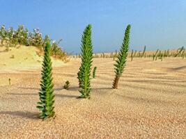 intéressant original vert plante croissance sur le canari île fuerteventura dans fermer sur le le sable dans le dunes photo