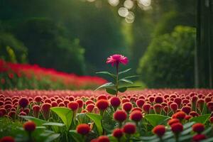 une Célibataire rouge fleur des stands en dehors dans une champ de rouge fleurs. généré par ai photo