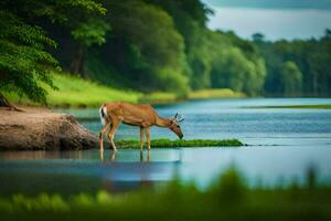 une cerf est en buvant l'eau de le rivière. généré par ai photo