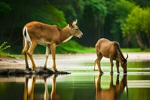 deux cerf en buvant l'eau dans le sauvage. généré par ai photo