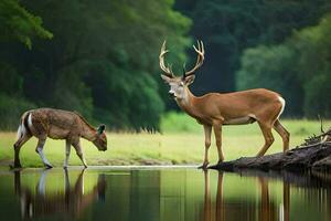 deux cerf permanent dans le l'eau près une rivière. généré par ai photo