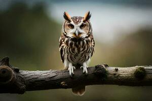 un hibou est séance sur une branche. généré par ai photo