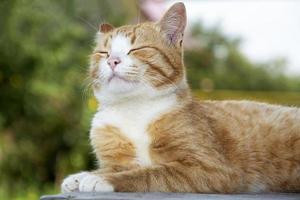 chat roux posant fièrement tenant photo