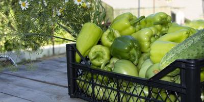 légumes dans le panier photo