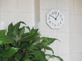 plante d'intérieur et horloge photo