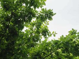 chêne, quercus robur arbrisseau photo