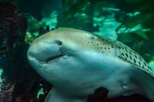 une requin avec une gros sourire sur ses visage photo