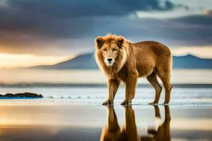 une Lion permanent sur le plage à le coucher du soleil. généré par ai photo