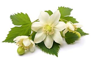 blanc ellébore fleurs et vert feuilles isolé sur blanc Contexte ai généré photo