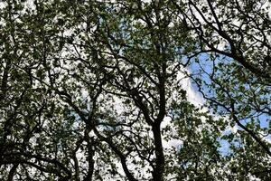 arbres dans la forêt photo