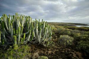 une touffe de cactus photo