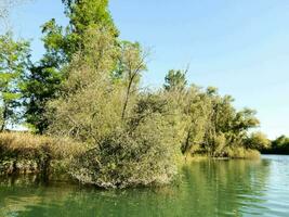 des arbres dans une rivière photo