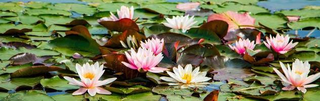 lotus roses dans l'eau claire. nénuphars dans l'étang photo