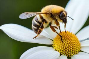 une abeille est sur une blanc fleur avec une Jaune centre. généré par ai photo