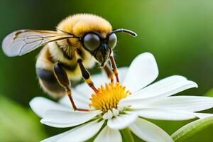 abeille sur blanc fleur avec vert Contexte. généré par ai photo