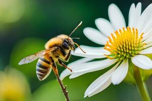 une abeille est permanent sur une blanc fleur. généré par ai photo