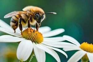 une abeille est permanent sur une blanc fleur. généré par ai photo
