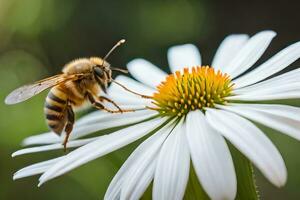 une abeille est permanent sur une blanc fleur. généré par ai photo