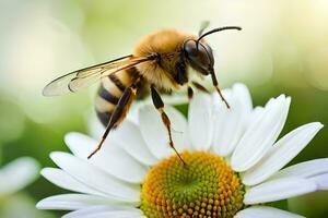 une abeille sur une blanc fleur avec une flou Contexte. généré par ai photo