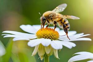 une abeille est sur une blanc fleur avec une vert Contexte. généré par ai photo