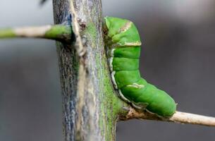 proche en haut vert chenille papillon avec sur brouiller Contexte . photo