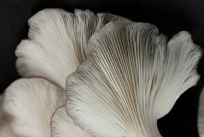 huître champignon grandir en dehors de le sac sur noir Contexte , groupe huître champignon . photo