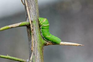 proche en haut vert chenille papillon avec sur brouiller Contexte . photo