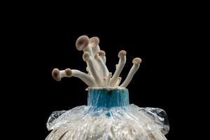 huître champignon grandir en dehors de le sac sur noir Contexte , groupe huître champignon . photo