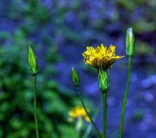 le Jaune fleurs de scorsonère humilié Regardez très beaucoup comme une pissenlit photo