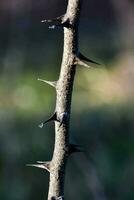 une branche avec les épines photo