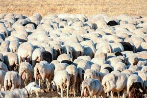 une grand troupeau de mouton dans une champ photo