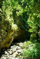 une forêt avec rochers et des arbres photo