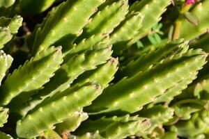 Contexte avec cactus photo